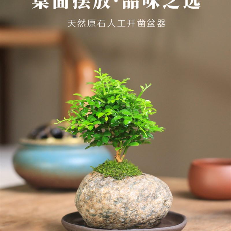 小叶九里香盆栽天然石头微型盆景室内老桩花卉绿植桌面观叶植物