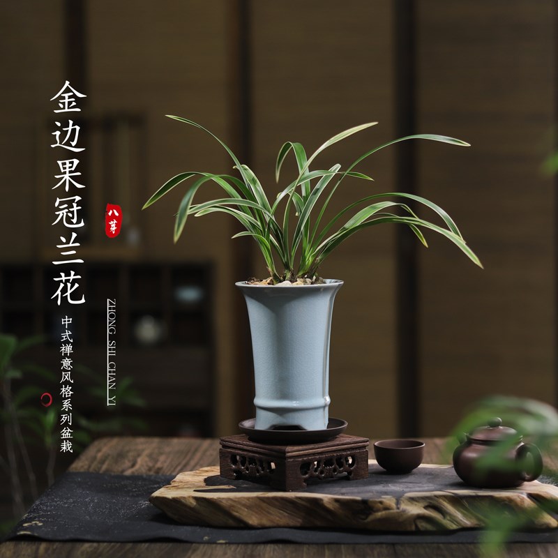 兰花春兰盆栽香兰带花苞室内桌面四季好养盆景浓香名贵花卉绿植物