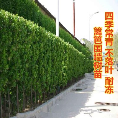 冬青树苗法国直立篱笆墙庭院围墙植物四季常青耐寒绿篱北海道黄杨