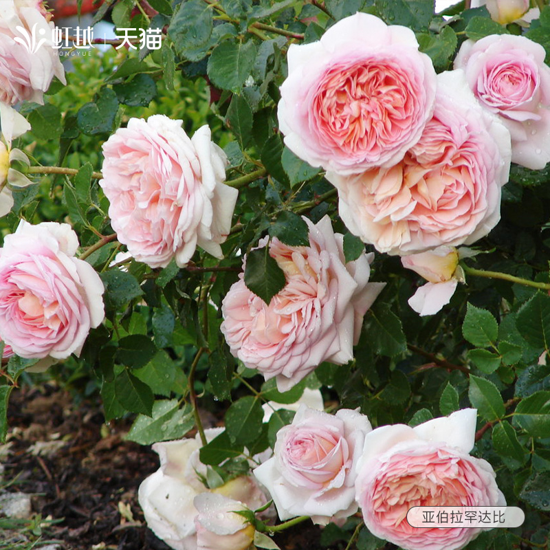 亚伯拉罕月季花苗藤本灌木盆栽大花浓香爬藤月季四季开花小苗大苗