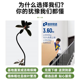 橡皮树黑金刚客厅绿植室内大型植物盆栽办公室大盆落地绿植树真花