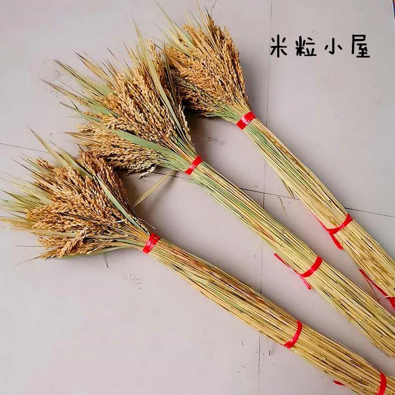 天然干花真水稻穗家居摆设艺术干花会展拍摄道具稻穗麦穗干花