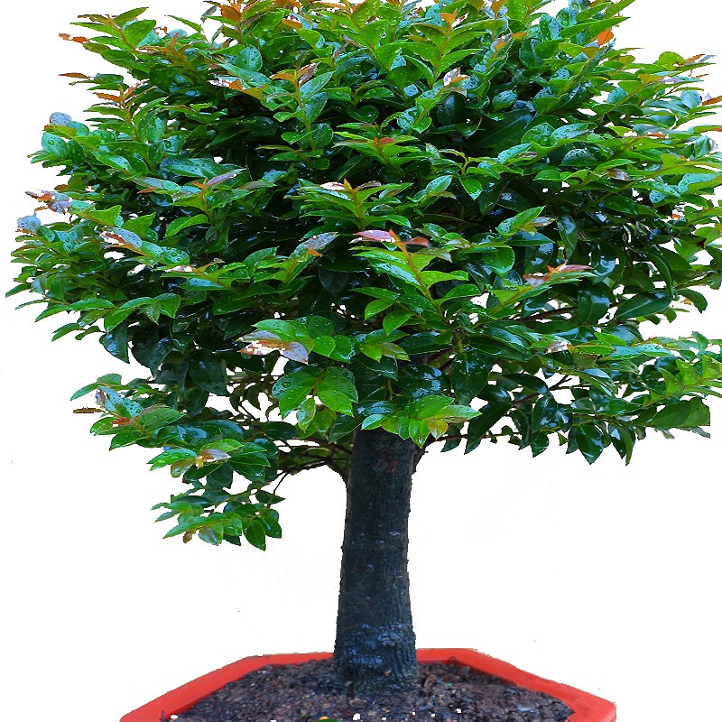 小叶紫檀盆景树桩室内客厅阳台花卉盆栽老桩绿植四季常青防辐射