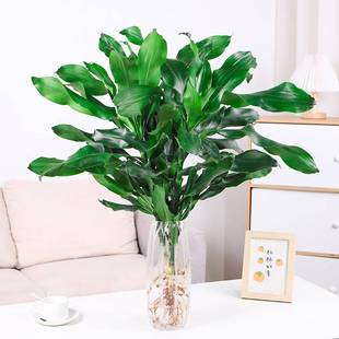 大型水培植物螺纹铁绿植盆栽北欧风高杆摇钱树发财树四季常青花卉