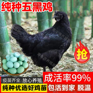 正宗五黑一绿乌骨鸡活苗纯种五黑鸡活苗乌鸡活苗脱温五黑鸡活苗