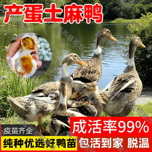 绿壳蛋麻鸭苗鸭子活苗半大鸭子活苗土麻鸭苗麻鸭活苗水鸭家鸭活体