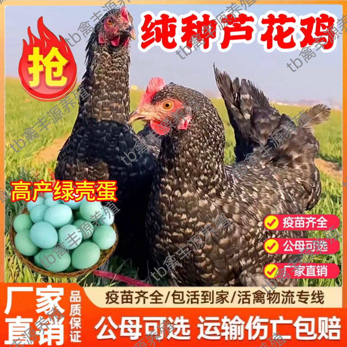 半大芦花鸡活体散养土鸡青年鸡正宗散养黑芦花鸡活苗脱温小鸡活苗