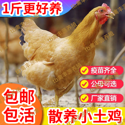 黄脚土鸡活苗一斤土鸡活体高产蛋下蛋土鸡小鸡活苗小笨鸡青脚土鸡