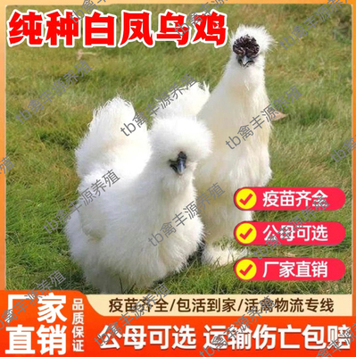 散养半大泰和白凤乌鸡活苗纯种白凤乌鸡活苗小鸡活苗乌骨鸡活苗