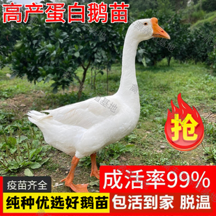 1斤三花鹅活苗纯种大白鹅活苗皖西大白鹅四季大白鹅活体小鹅活苗