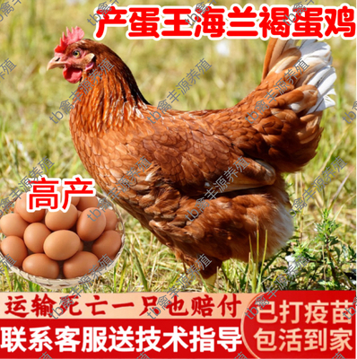 半斤产蛋王高产蛋鸡活苗小鸡活苗海兰褐鸡活苗海兰褐脱温蛋鸡活苗
