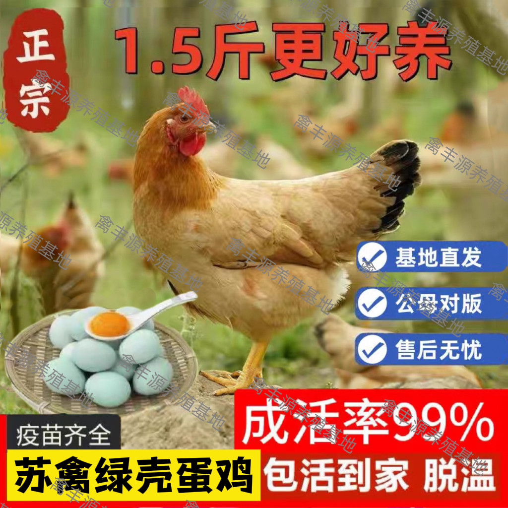 苏禽绿壳蛋鸡活苗正宗苏禽一代高产蛋鸡活苗产蛋王小鸡活苗包活