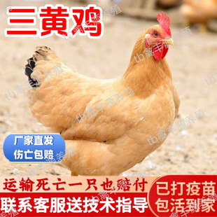 正宗散养三黄鸡活苗纯种三黄土鸡活苗半大脱温小鸡活苗散养母鸡
