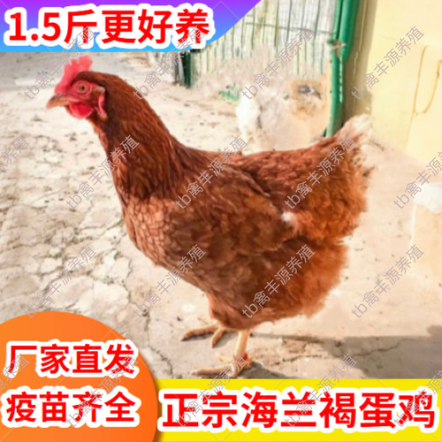 产蛋王高产蛋鸡活苗一斤半海兰褐鸡活苗1.5斤海兰褐蛋鸡活苗包邮