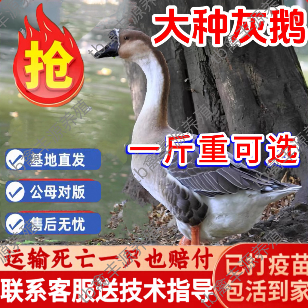 正宗一斤大种灰鹅活苗特大纯种灰鹅活苗大雁鹅活苗小鹅活苗鹅活体