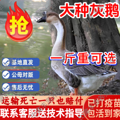 正宗一斤大种灰鹅活苗特大纯种灰鹅活苗大雁鹅活苗小鹅活苗鹅活体