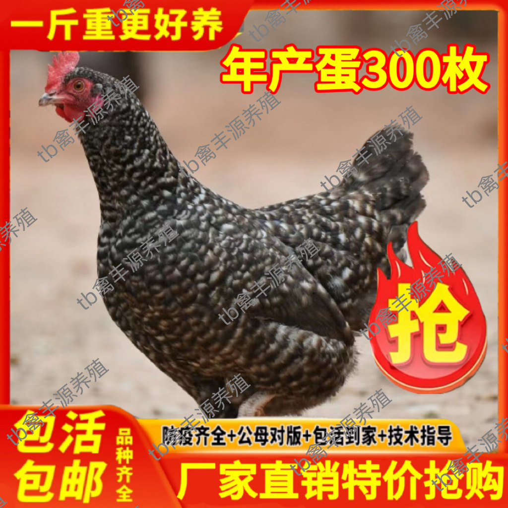 纯种散养黑芦花鸡活苗脱温小鸡活苗半大芦花鸡活体高产蛋鸡活苗