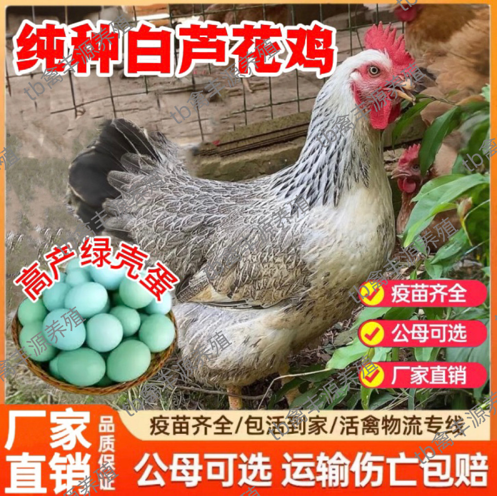 正宗散养白芦花鸡活苗半大鹊山鸡活苗稻花鸡活苗彩凤鸡苗小鸡活苗