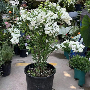 重瓣绣线菊八重小手球花卉绿植盆栽庭院耐寒菱叶绣线菊鲜切花耐热