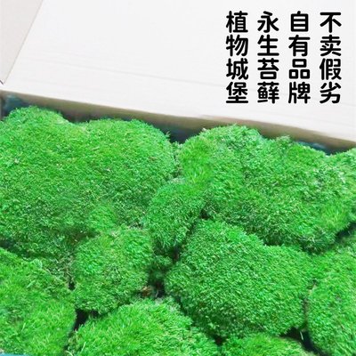 永生苔藓室内青苔枯山水造景植物墙白发藓仿真大灰藓植被藓绿苔藓