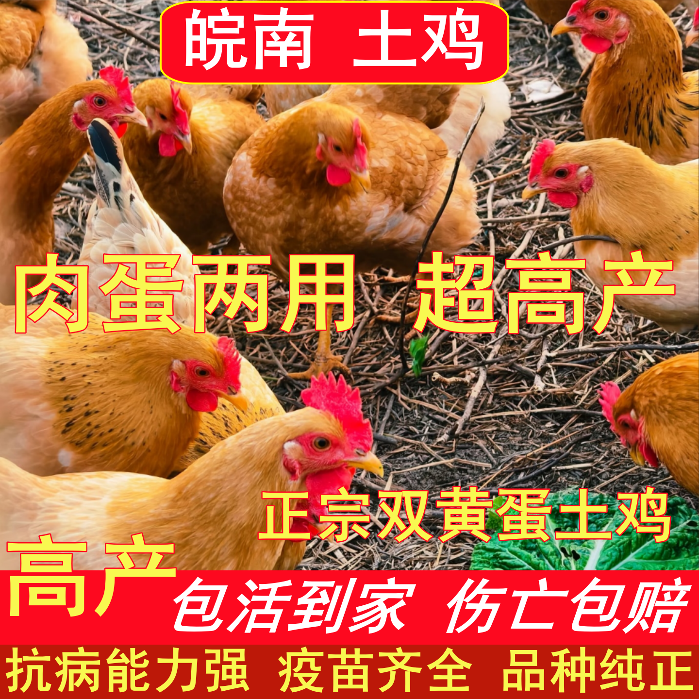皖南土鸡苗农家散养高产肉蛋两用柴鸡半大脱温小鸡苗活体包活到家