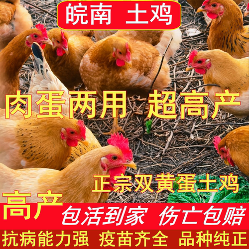 皖南土鸡苗散养高产肉蛋两用家鸡