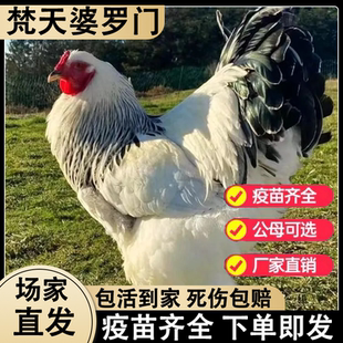 正宗婆罗门半斤鸡活苗纯种特大型婆罗门观赏鸡梵天鸡鸡活体鸡活苗