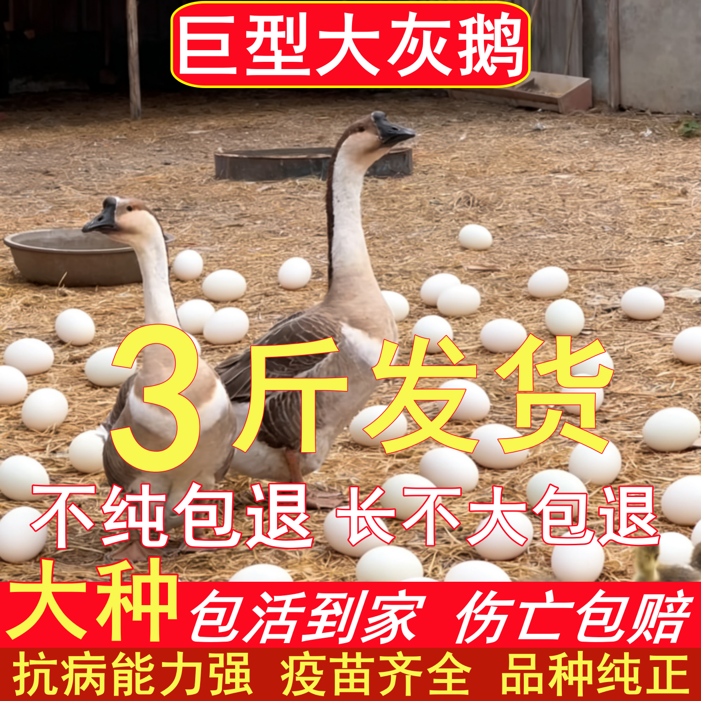 农家散养大种灰鹅正宗高产蛋土鹅青年半大脱温鹅疫苗齐全伤亡包赔