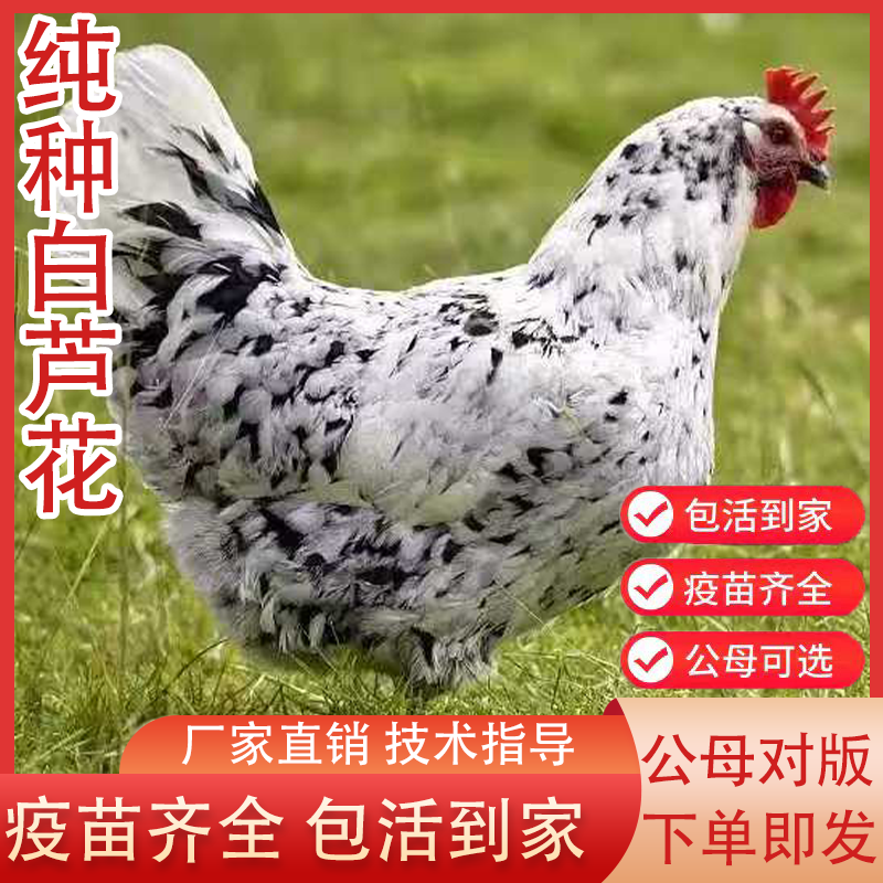 半斤一斤散养白芦花鸡活苗活体脱温稻花鸡苗半斤彩凤小鸡溜达土鸡