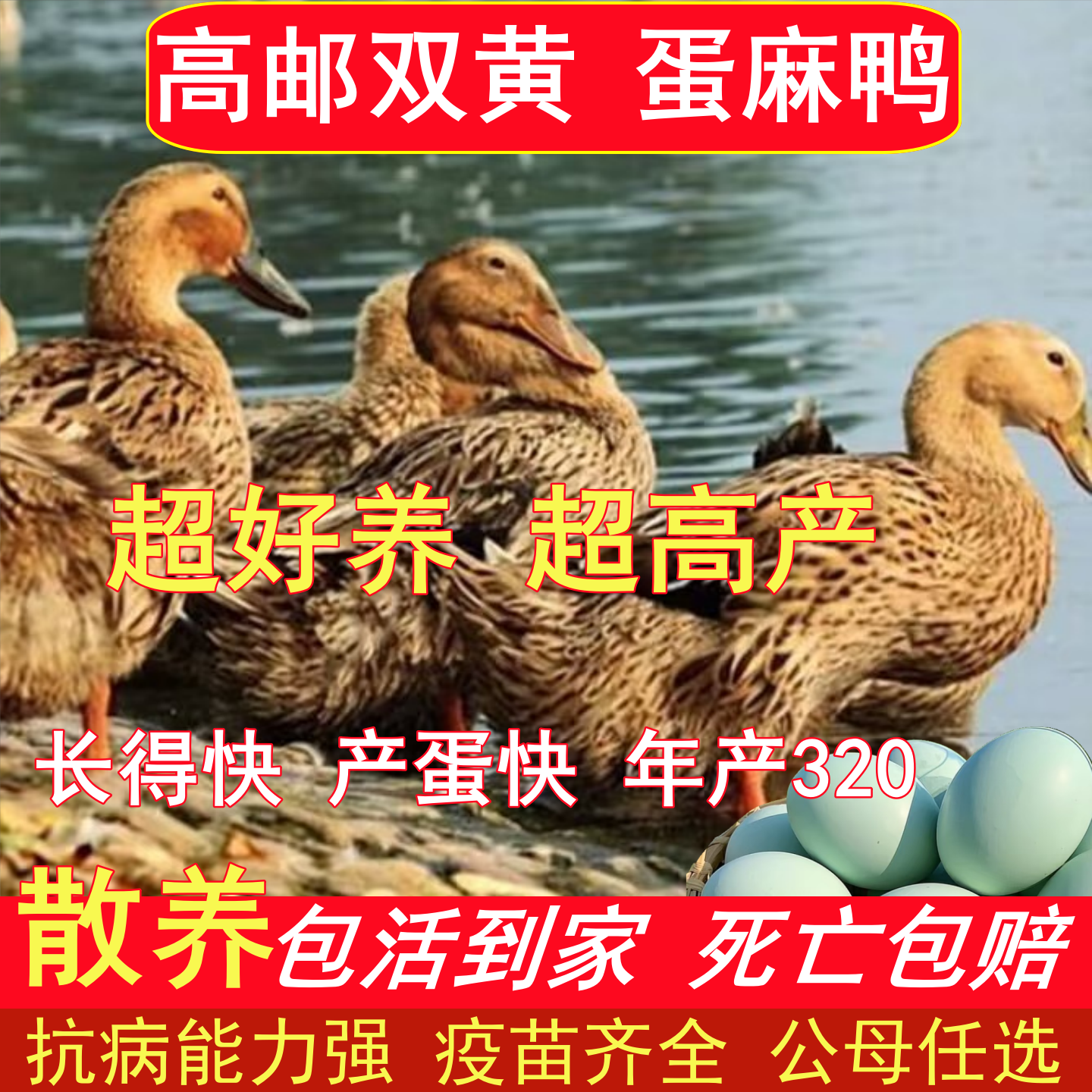 纯种高产蛋麻鸭农家散养土麻鸭绿壳蛋麻鸭高邮麻鸭活体水鸭宠物鸭