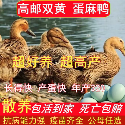 纯种高产绿壳蛋农家散养麻鸭活体