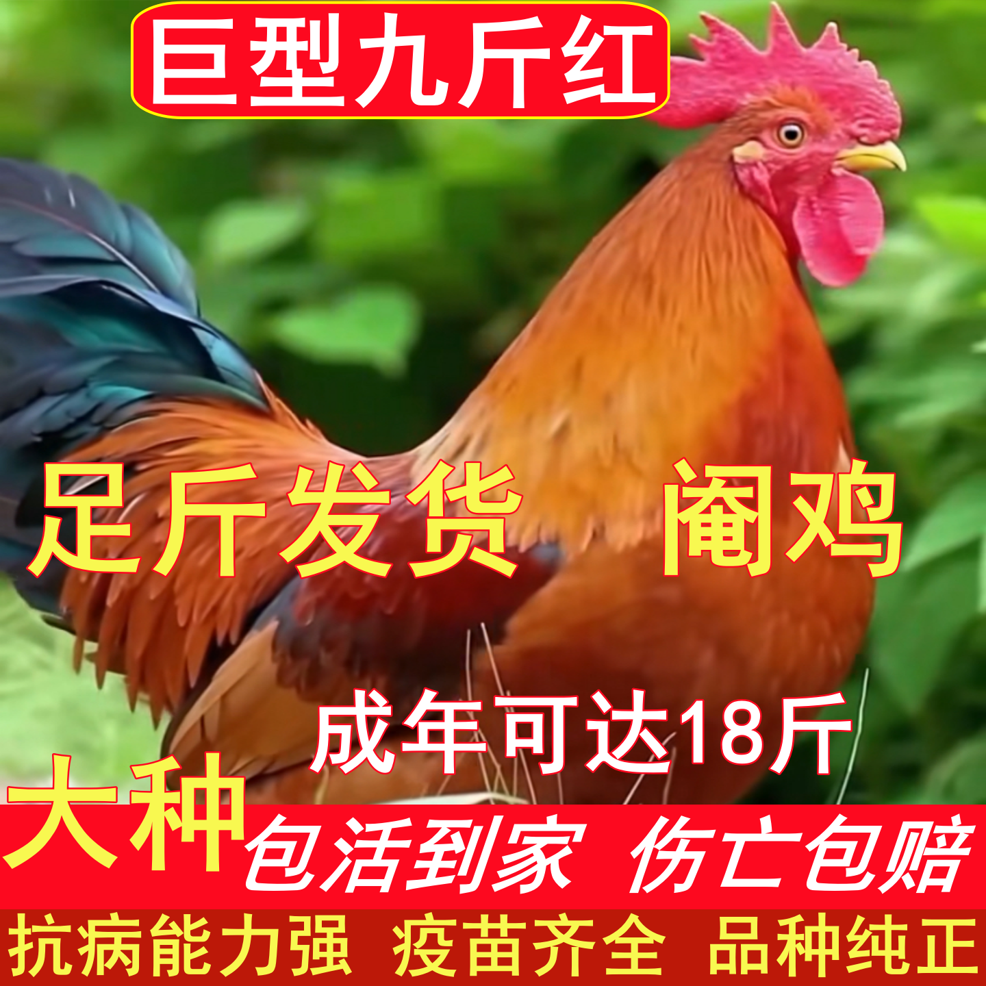 散养纯种九斤红大公鸡红玉380大公鸡活苗 脱温苗防疫齐全包活到家
