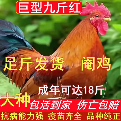散养纯种九斤红大公鸡红玉380