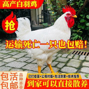 纯种白羽来航鸡成年鸡正在产蛋鸡活体散养白鸡白母鸡散养包活到家