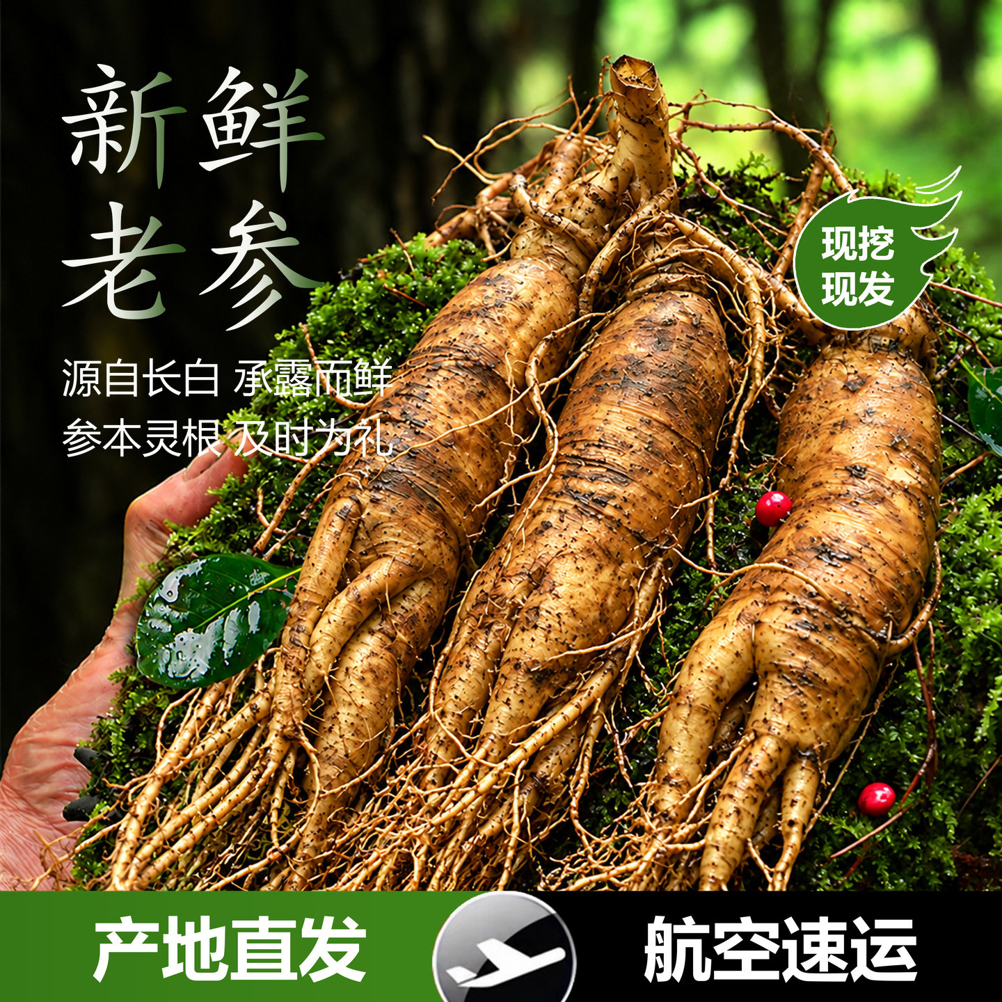 2026年新鲜人参东北泡酒专用煲汤长白山园参吉林大号整根中草药材