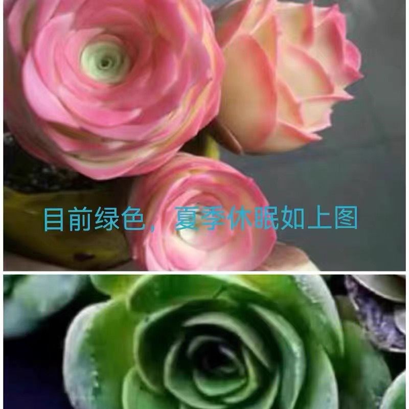 紫玫瑰多肉新款山地玫瑰多头群生老桩室内办公室桌面盆栽净化空气