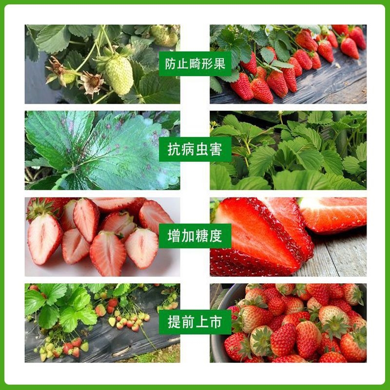 大棚专用激光补光灯草莓樱桃蔬菜育苗增I产增温灯生长灯饱光灯智