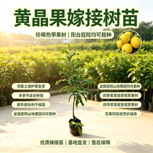 黄晶果苗嫁接当年结果