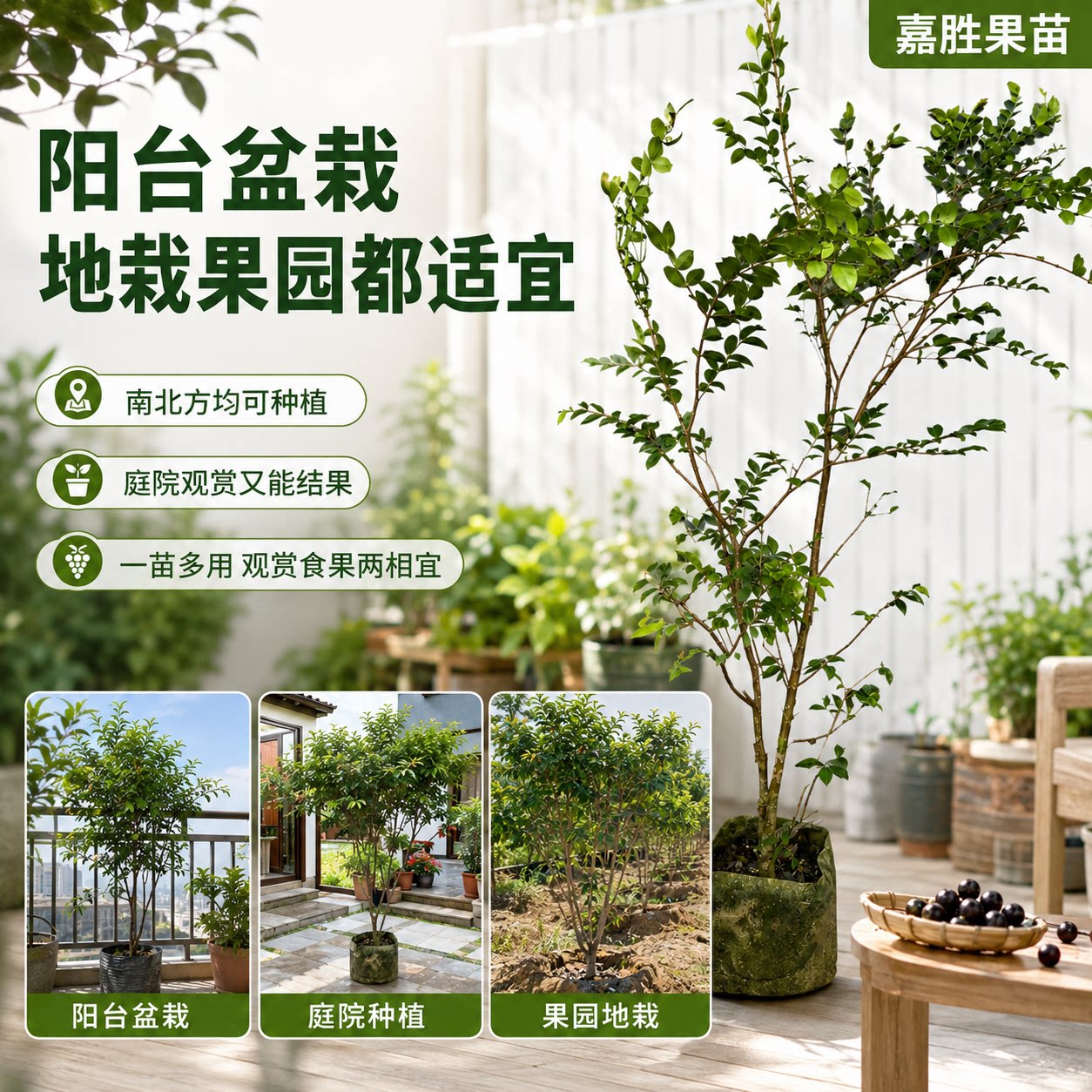 嘉宝果盆栽果树观赏食用两相宜