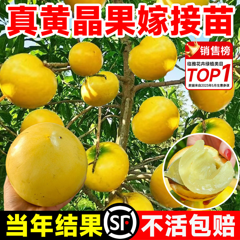 黄晶果嫁接苗6号冬蜜果树活苗水果苗地栽盆栽庭院四季南北方种植