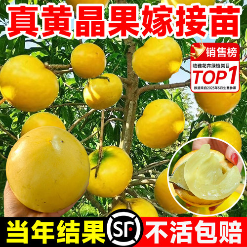 黄晶果嫁接苗6号冬蜜果树活苗水果苗地栽盆栽庭院四季南北方种植