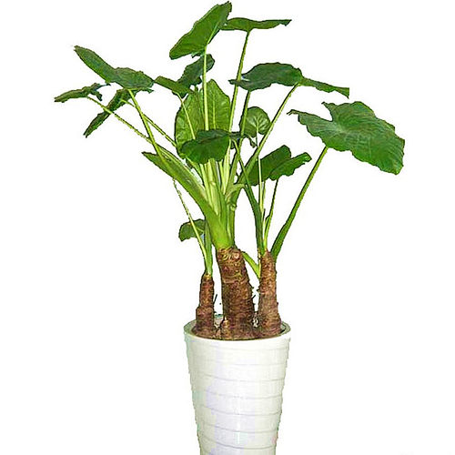 滴水观音千手观音新鲜植物室内水培土培盆栽桌面植物买多