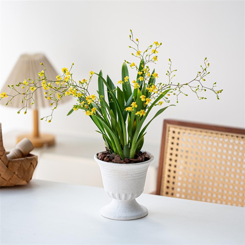 文心兰盆栽带花苞兰花苗石斛兰室内秋冬开花卉植物客厅桌面小绿植