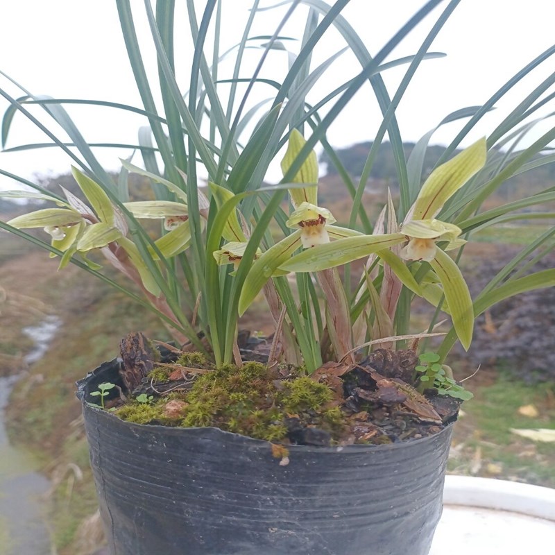 清香兰花春兰花苗浙江产地绿植花卉盆栽室内客厅花苞原株连体发货