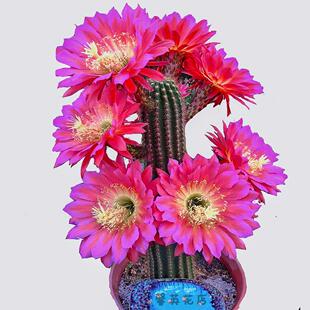 实生毛花柱组合飞碟开大花的仙人球彩草丽花仙人掌室内盆栽防辐射