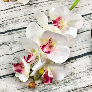 仿真花假花 6头胶片蝴蝶兰 婚庆家居摄影装饰手感兰花