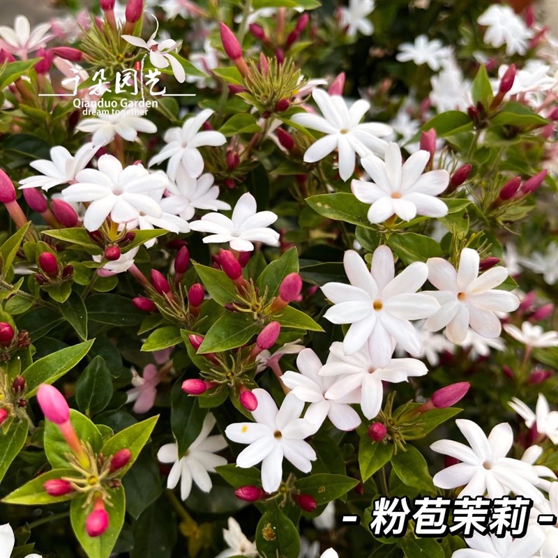 越南粉苞水茉莉盆栽泰国素馨爬藤垂吊植物室内户外耐热耐寒花期长