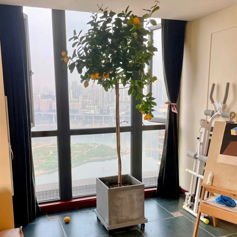 香水柠檬树盆栽客厅大型植物室内阳台花卉四季带果办公室绿植盆景