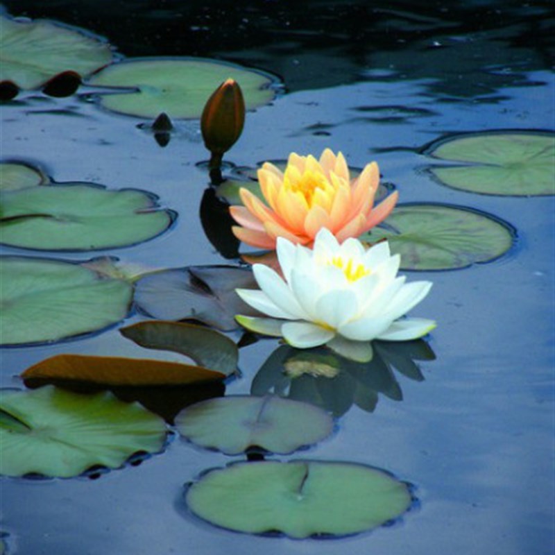 现代简约池塘白莲花荷花睡莲客厅房间卧室挂画壁画无框画装饰画图片