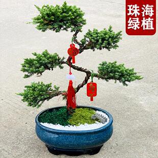 五层塔松盆栽绿植盆景室内好养活植物珠海送长辈寿礼开业乔迁礼物